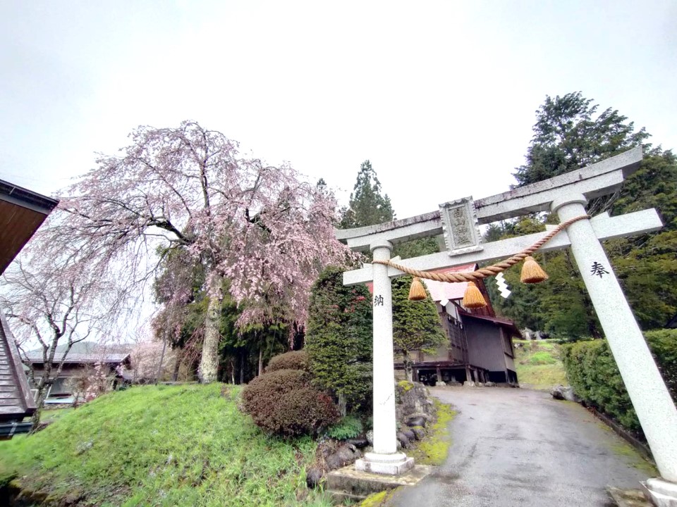 白山神社（小瀬地区）…9分咲き・満開予想4/8