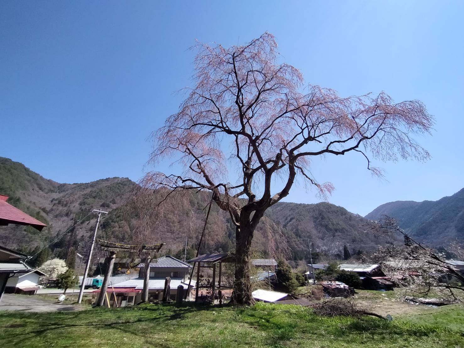 天満神社の枝垂れ桜…2分咲き・満開予想4/16