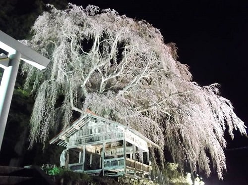 高山市朝日町枝垂れ桜ランキング第２位神明神社境内の枝垂れ桜