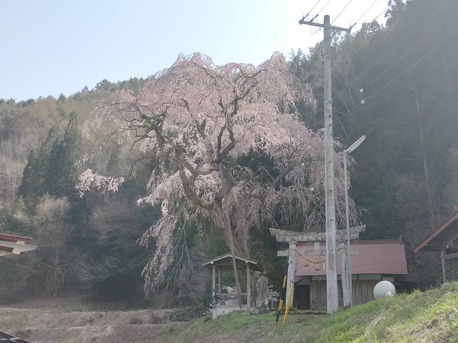 天満神社の枝垂れ桜…5分咲き・満開予想4/16