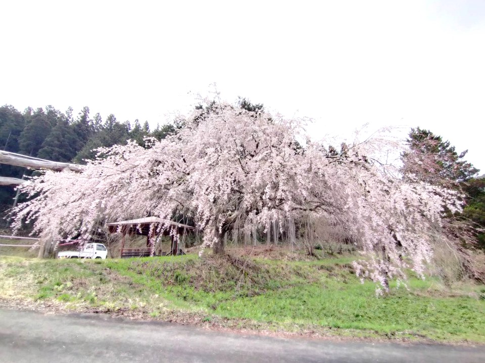 大広地区白山神社…満開