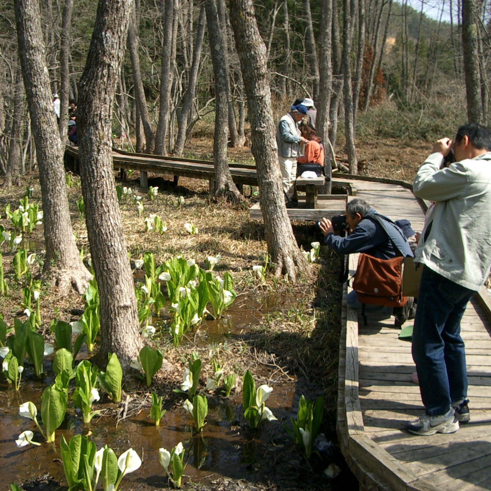 美女ケ池周辺には春（4月中旬～下旬）に水芭蕉が咲く