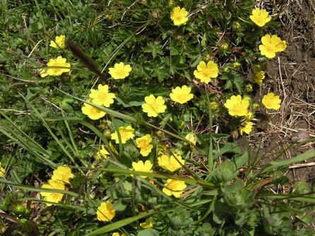 Creeping Cinquefoil