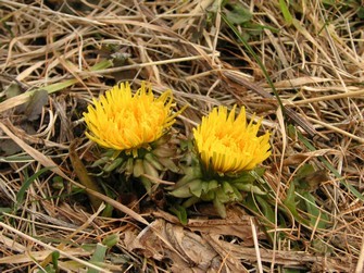 Löwenzahn im Dezember auf der Alp