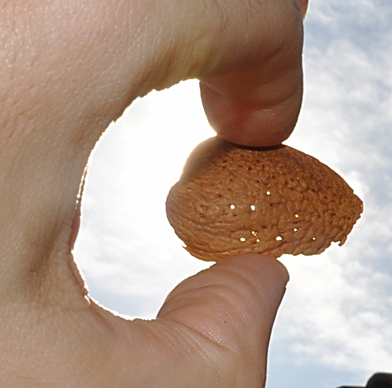 Ces petits trous font "respirer" l'amande à travers des galeries internes.