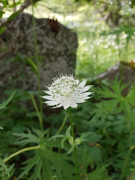 Arthur Crbz, CC BY-SA 4.0, via Wikimedia Commons