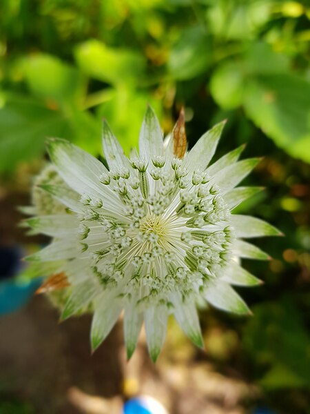 Arthur Crbz, CC BY-SA 4.0, via Wikimedia Commons