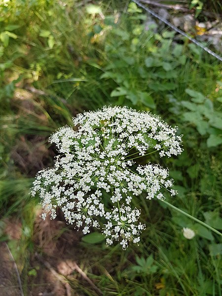 Arthur Crbz, CC BY-SA 4.0, via Wikimedia Commons