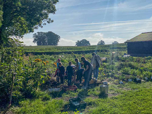 Für Kinder ein absolutes Highlight: Die Kartoffelernte :)