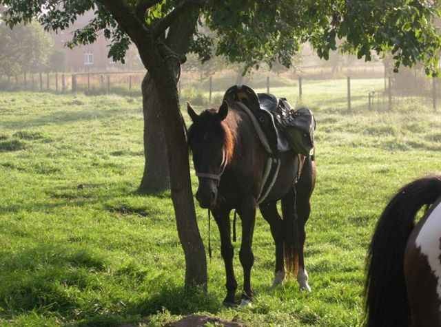 Santafee, ein Lusitano1998- der mit seinem Reiter durch dick und dünn geht- wenn sie einen Faden spinnen! geb. 1998