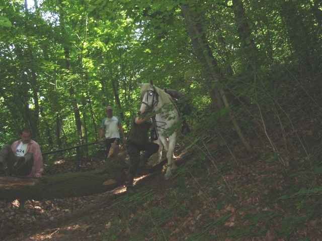 Pumpkin- geb. 1996 in Irland- ein Weltenbummler, der wirklich Europa bereist hat... wir waren 40000 km zusammen unterwegs.