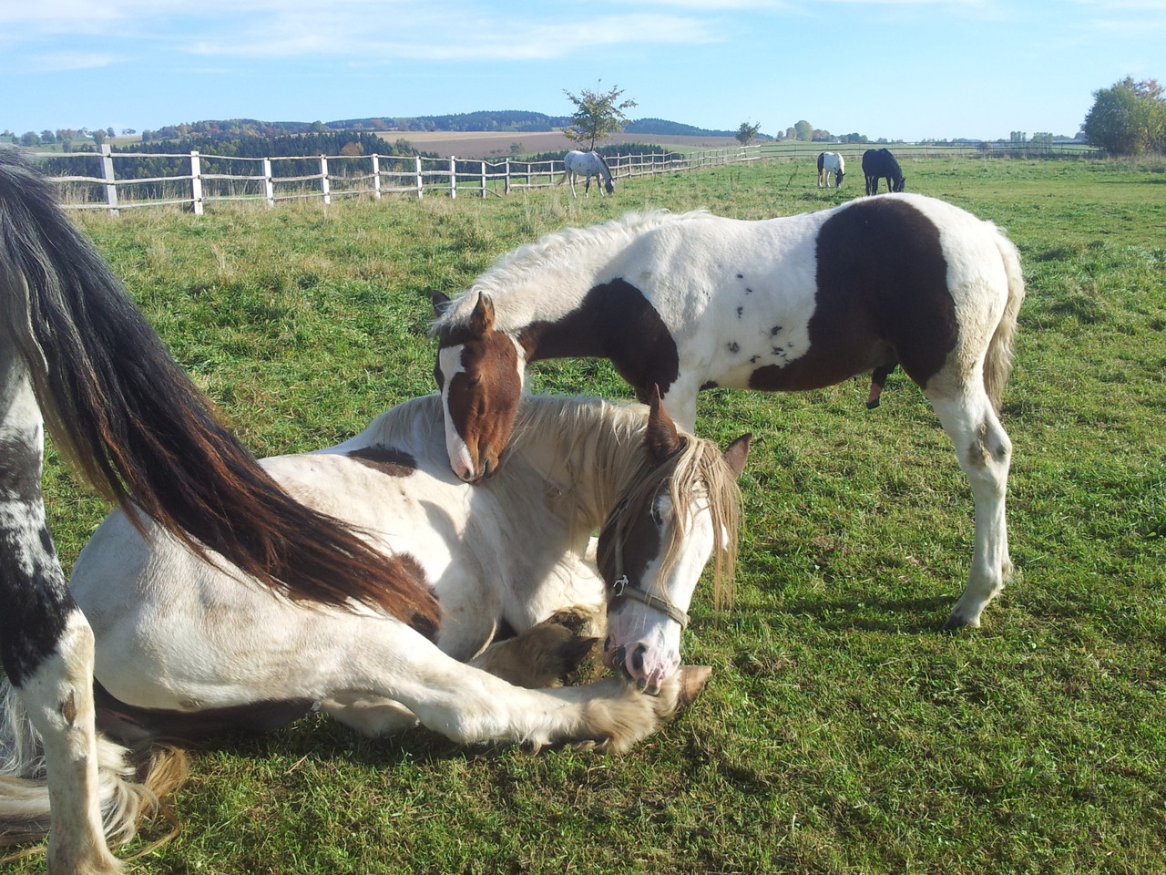 Lanzelot, unser Überraschungspaket- geb. am 1.8.2012
