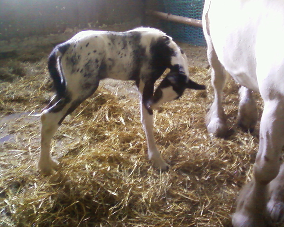 Berta geb. 11.7.2010 unser Nachwuchs