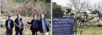 左：宇宙ひょうたん桜・実生木　　右：初開花・満開宇宙ひょうたん桜