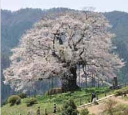 醍醐桜原木・岡山県真庭市