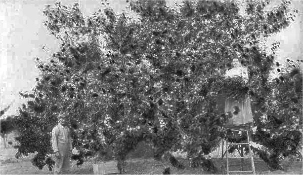The Rood Family Harvesting Apples