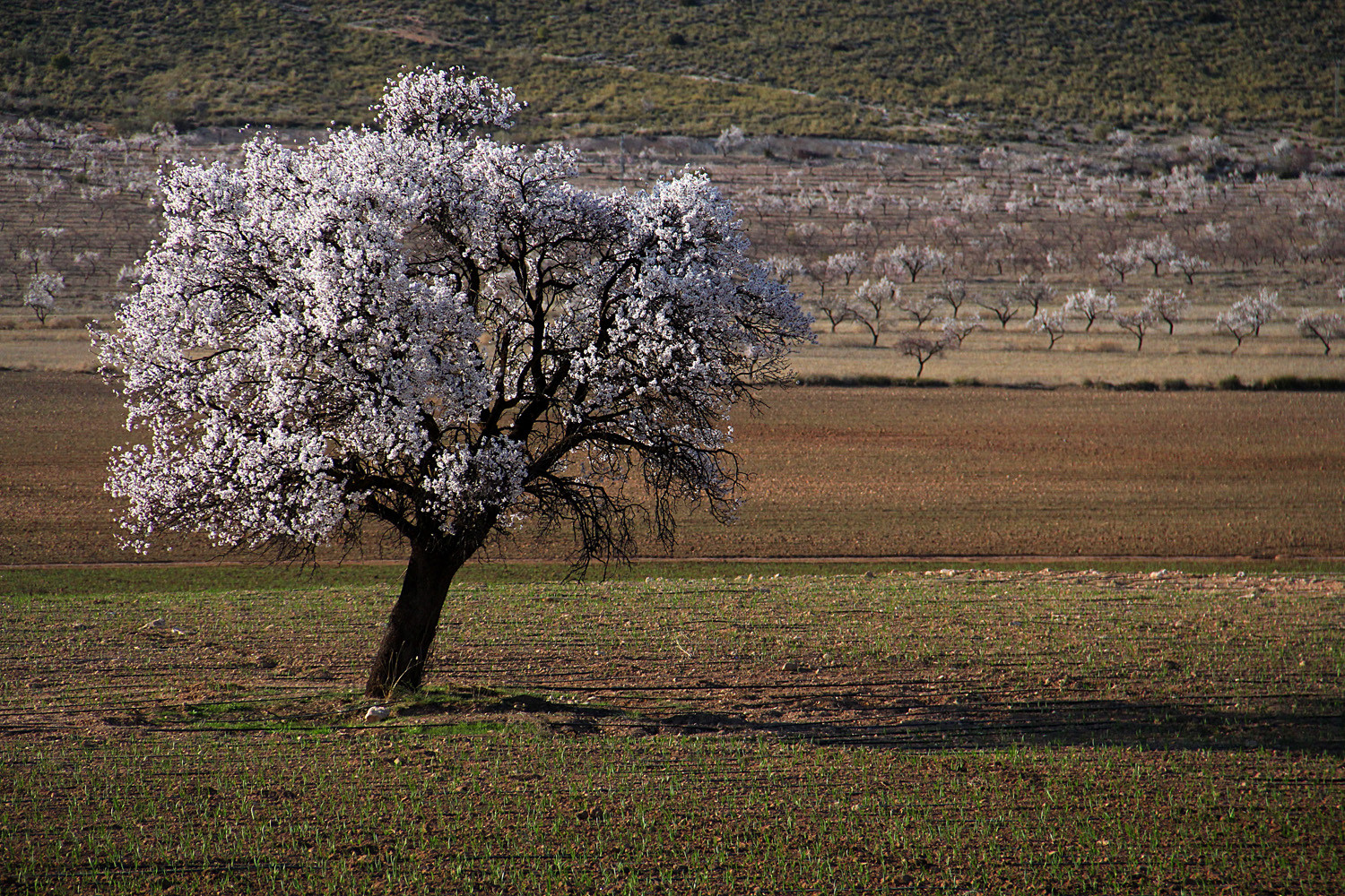 Almond flowers, Huéscar