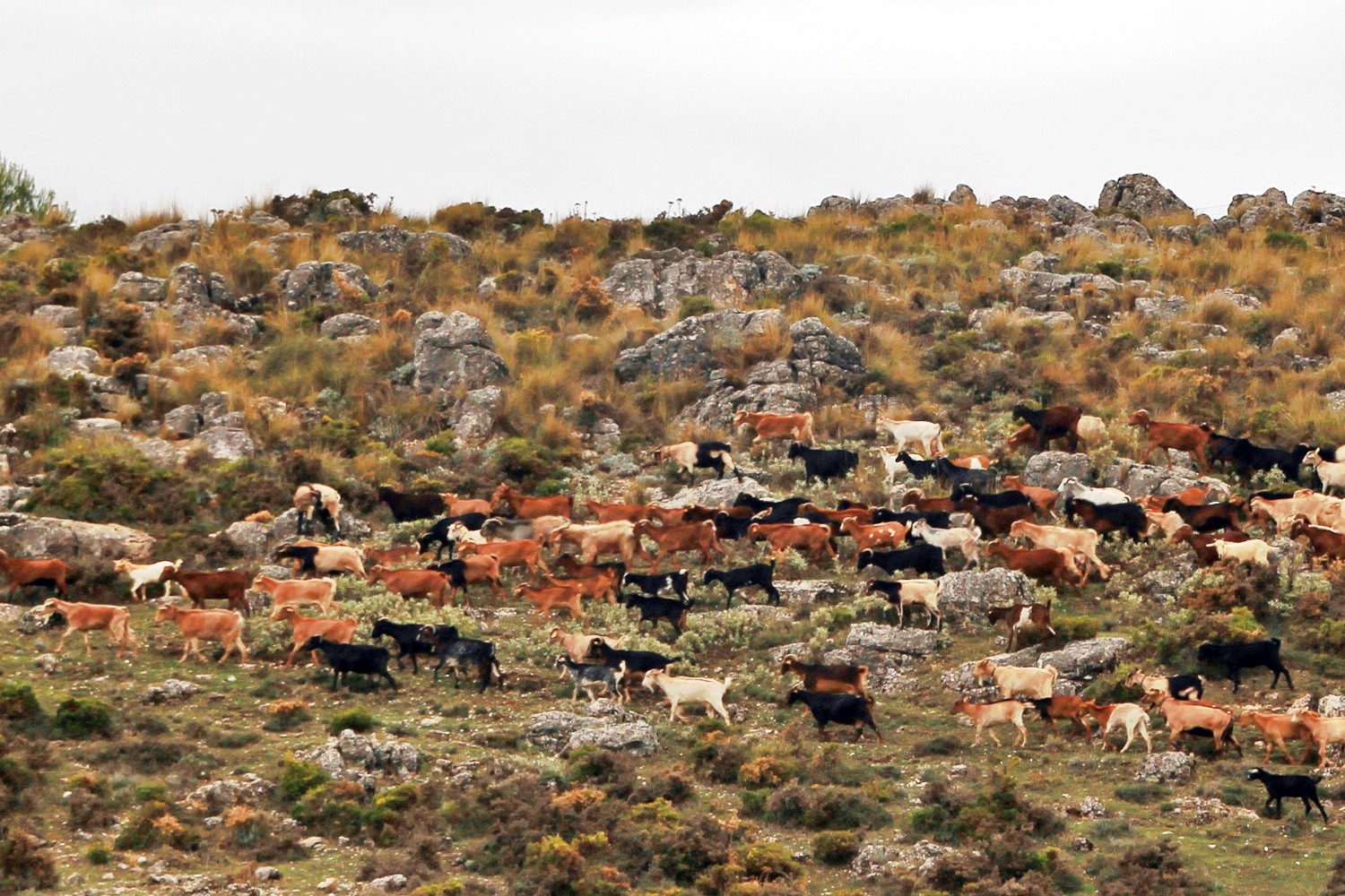 A Countryside near Zafarraya