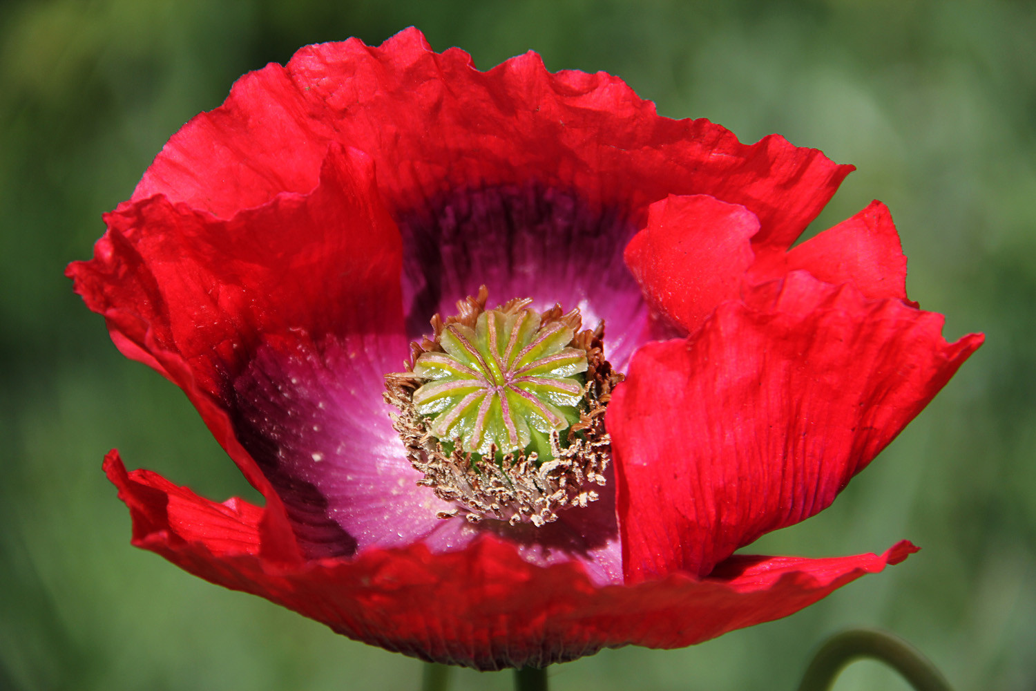 Close up Corn Poppy El Padul