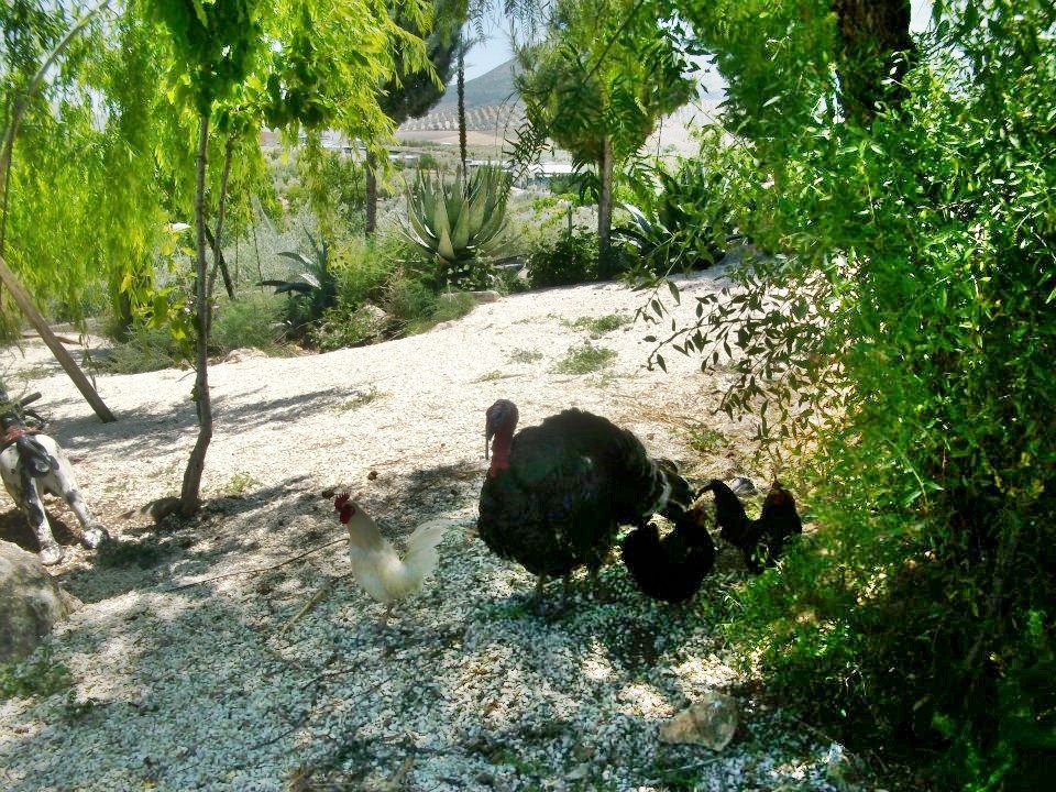 The animals in the garden