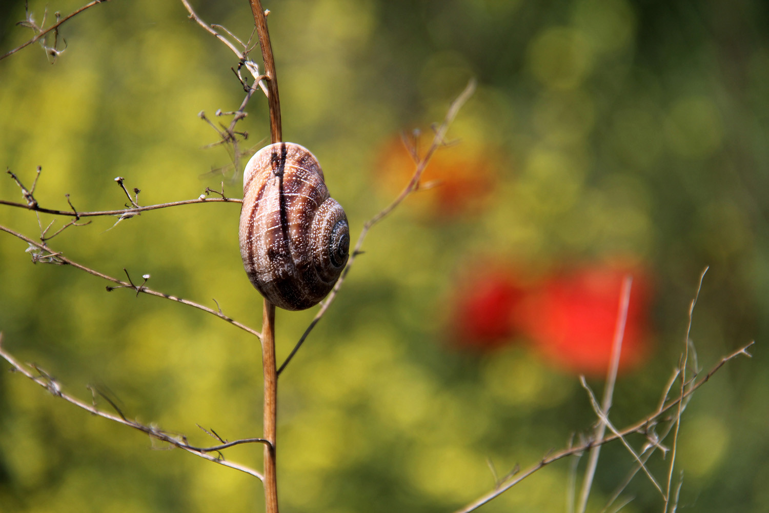 A Snake (Wetlands of El Padul)