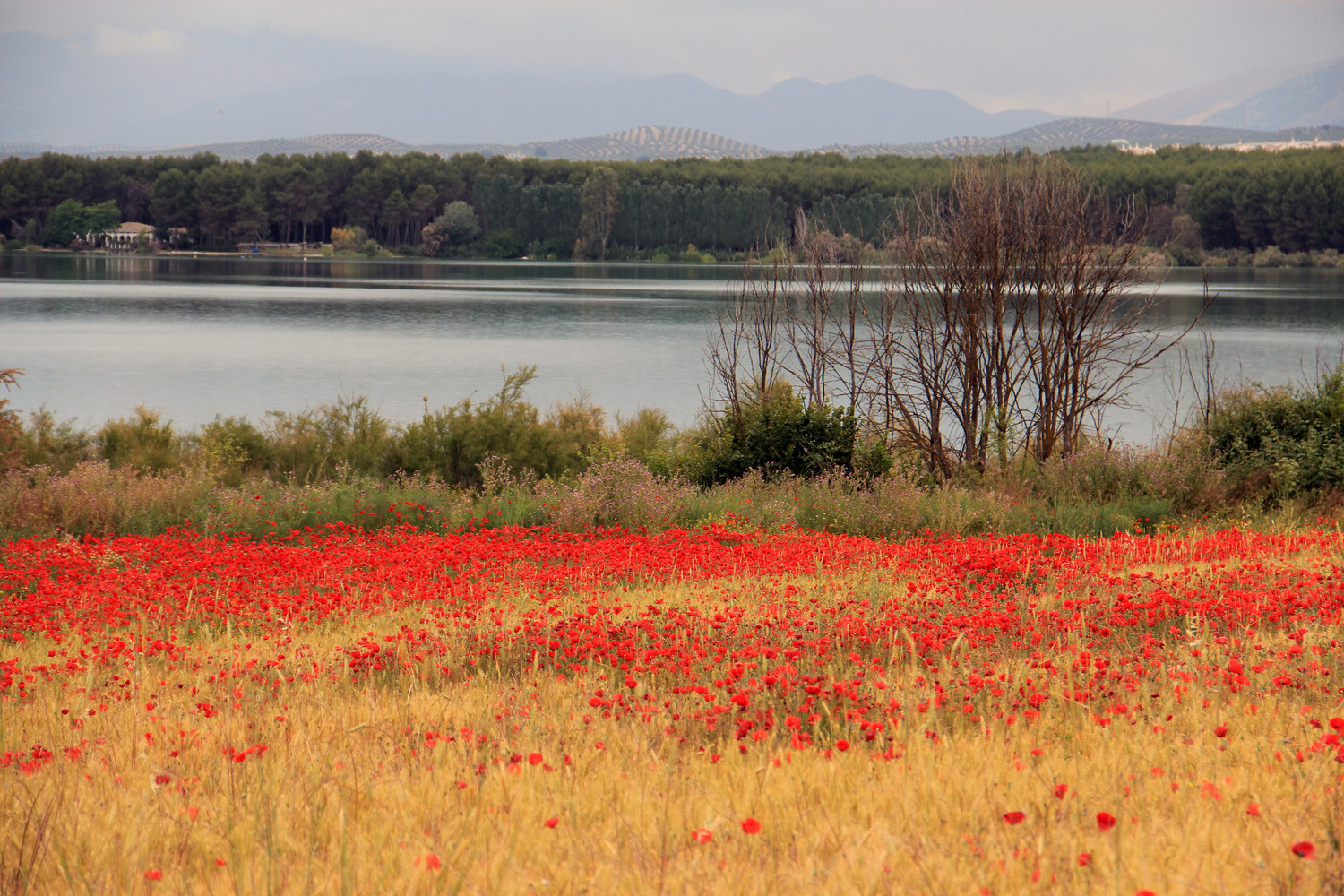 Corn Poppy Field near Lake Cubillas