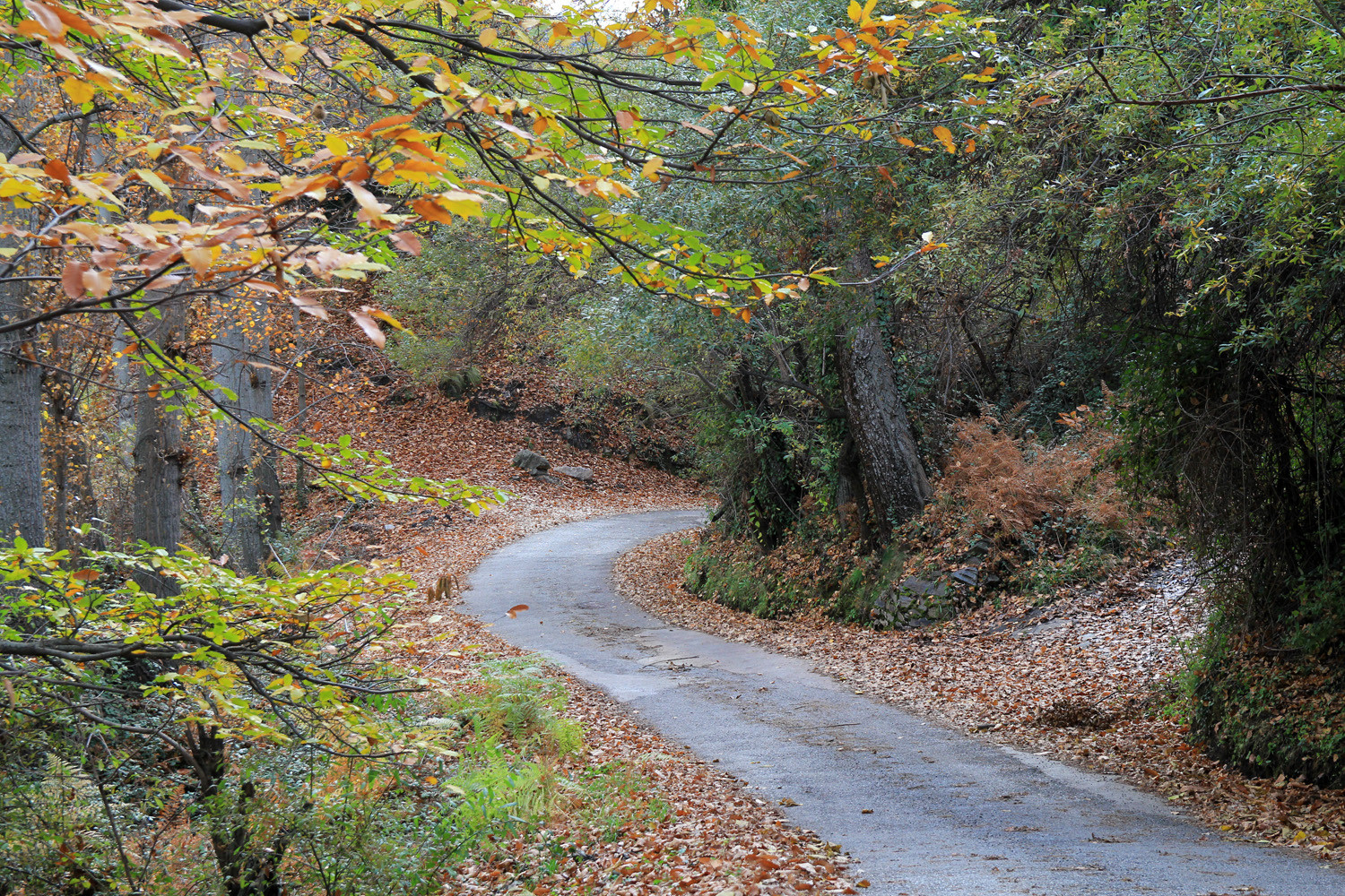 The Road to Capilerilla