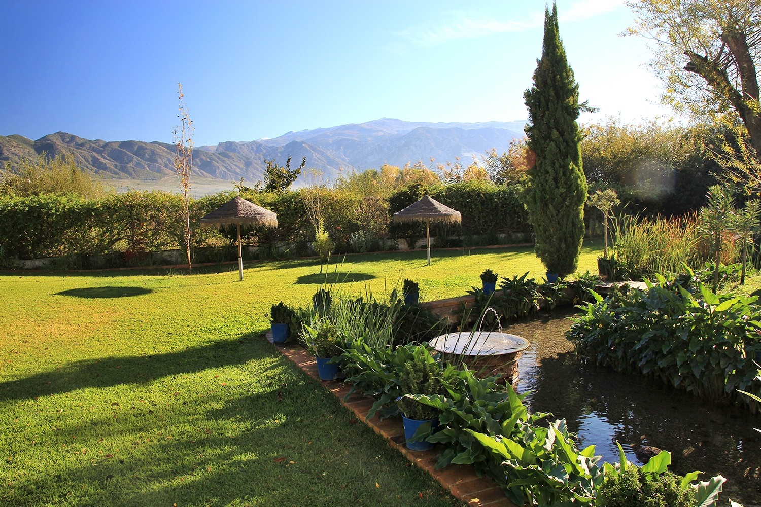 The garden at the back