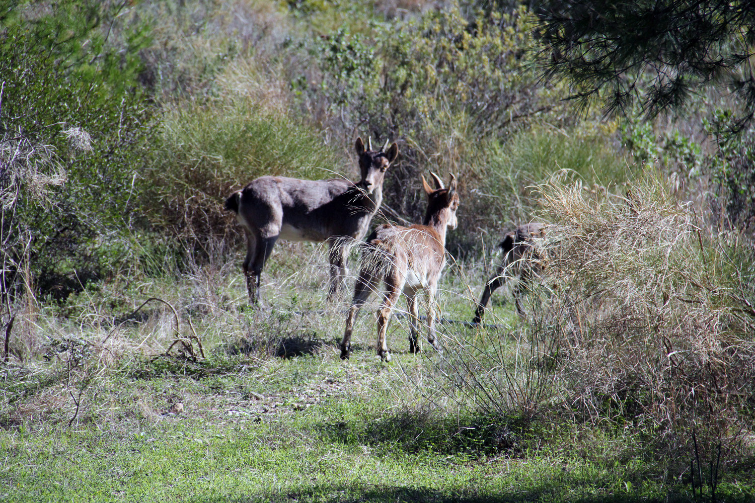 A Mountain Goat in Natural Park de Maro Cerro Gordo