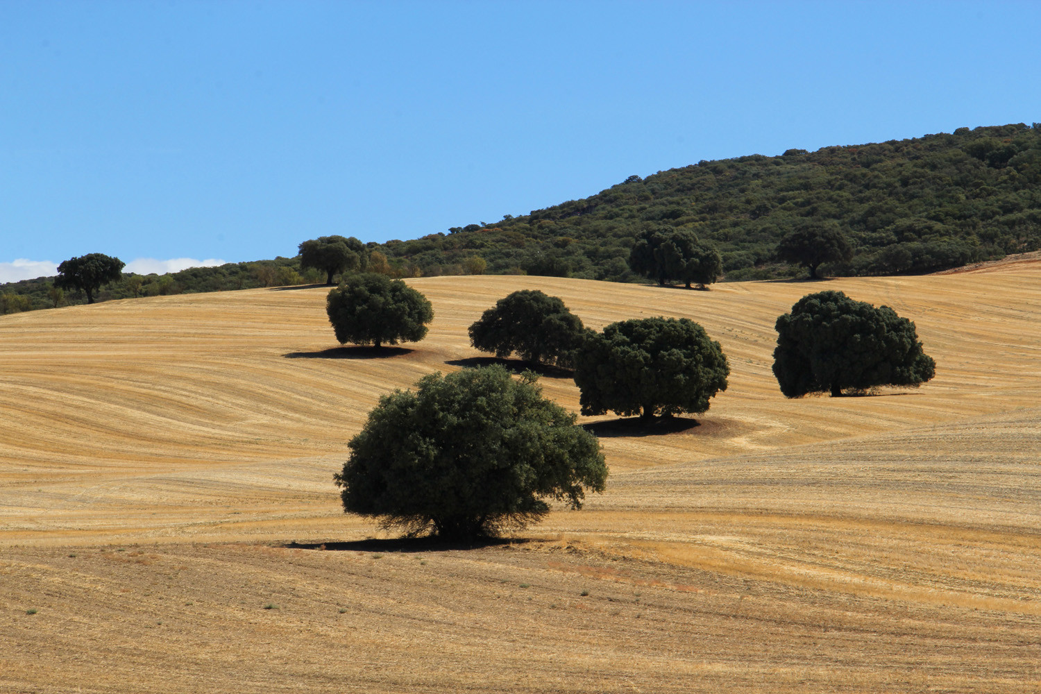 The Countryside near Alhama de Granada