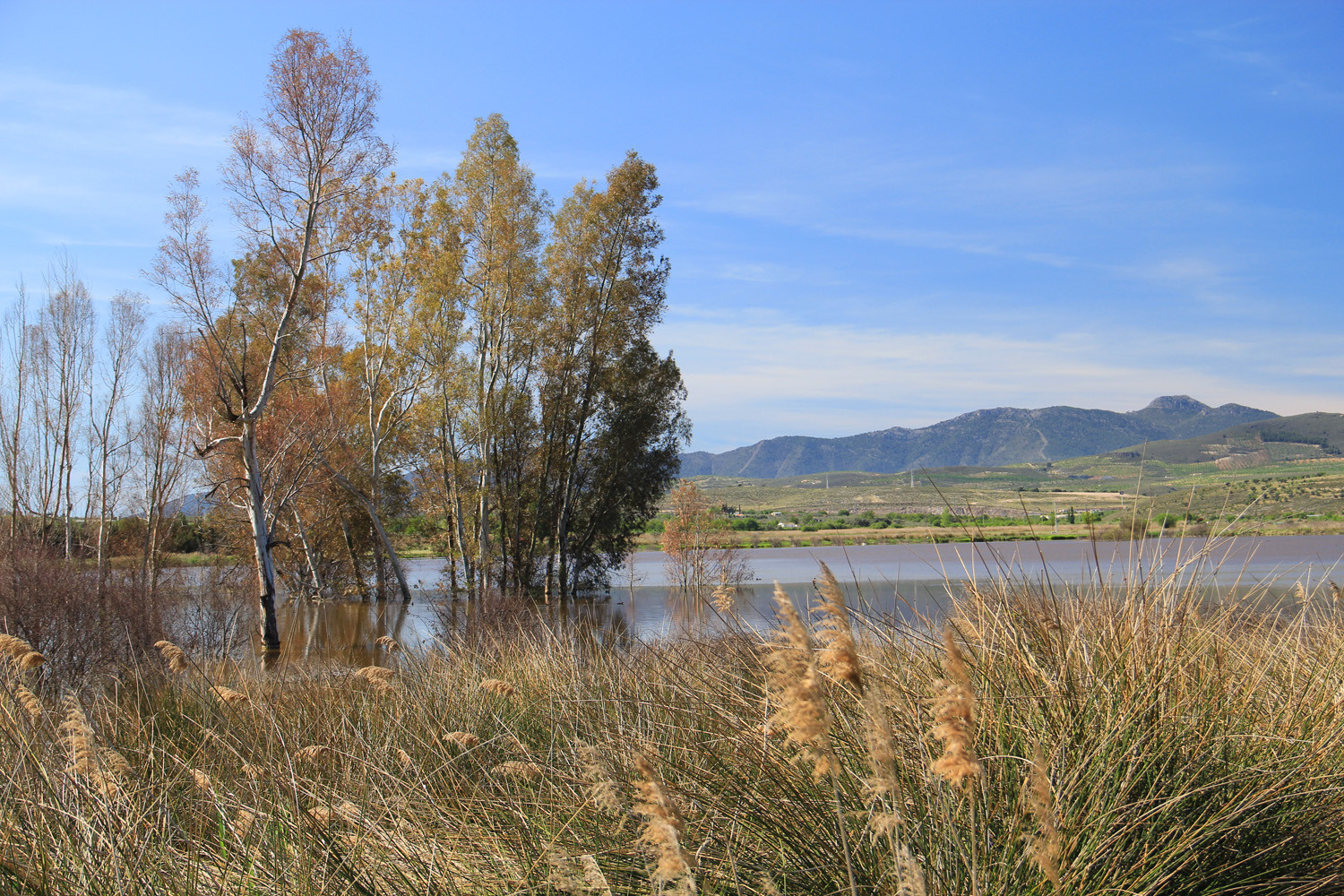 Wetlands of El Padul