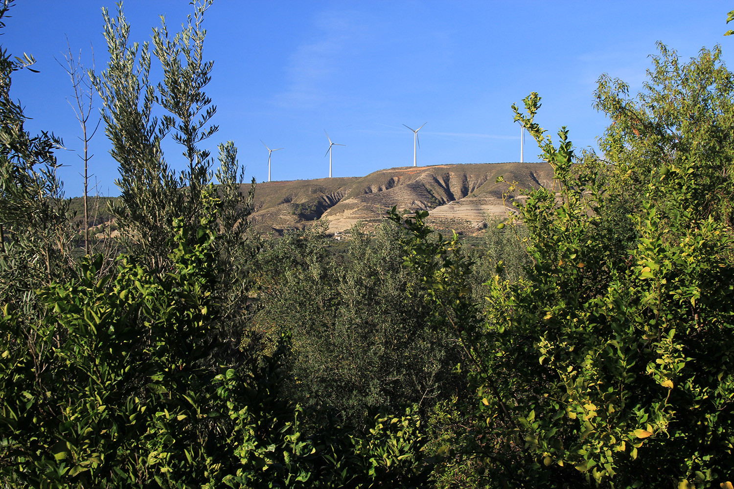 The view from the garden