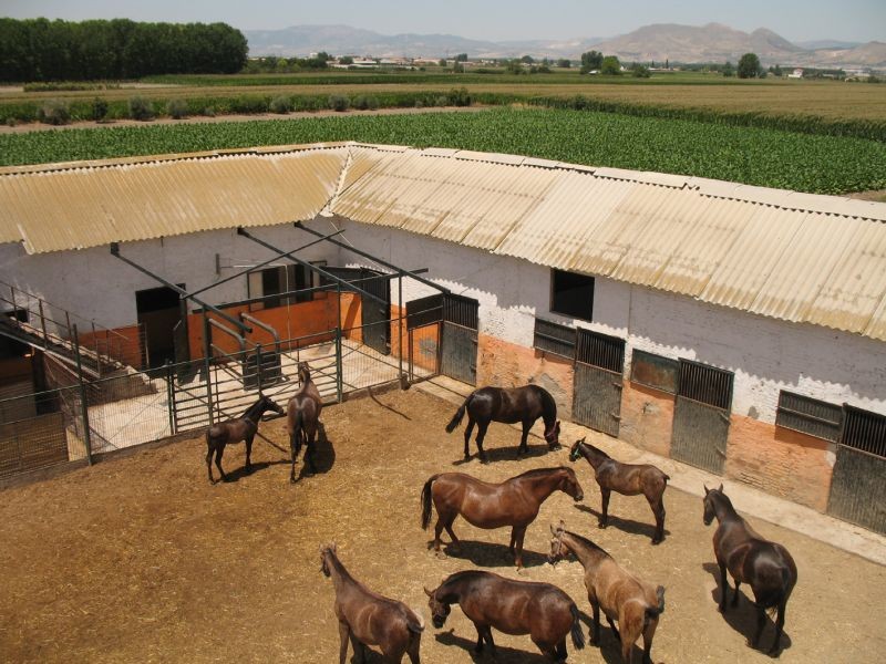 The couthyard with the horses