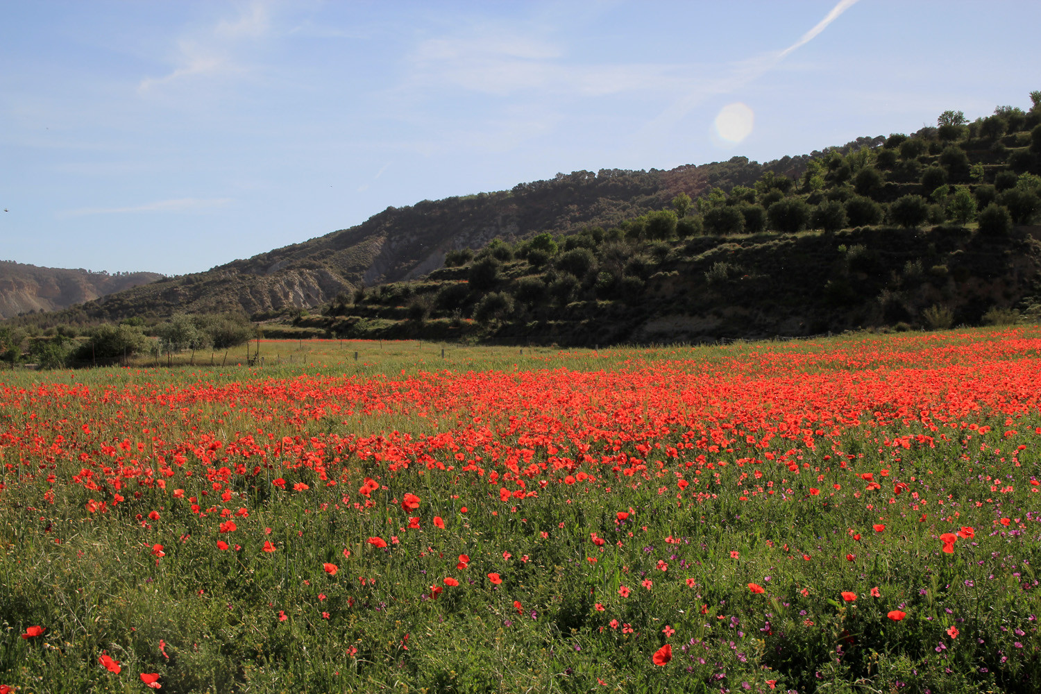 Corn Poppy Field La Peza