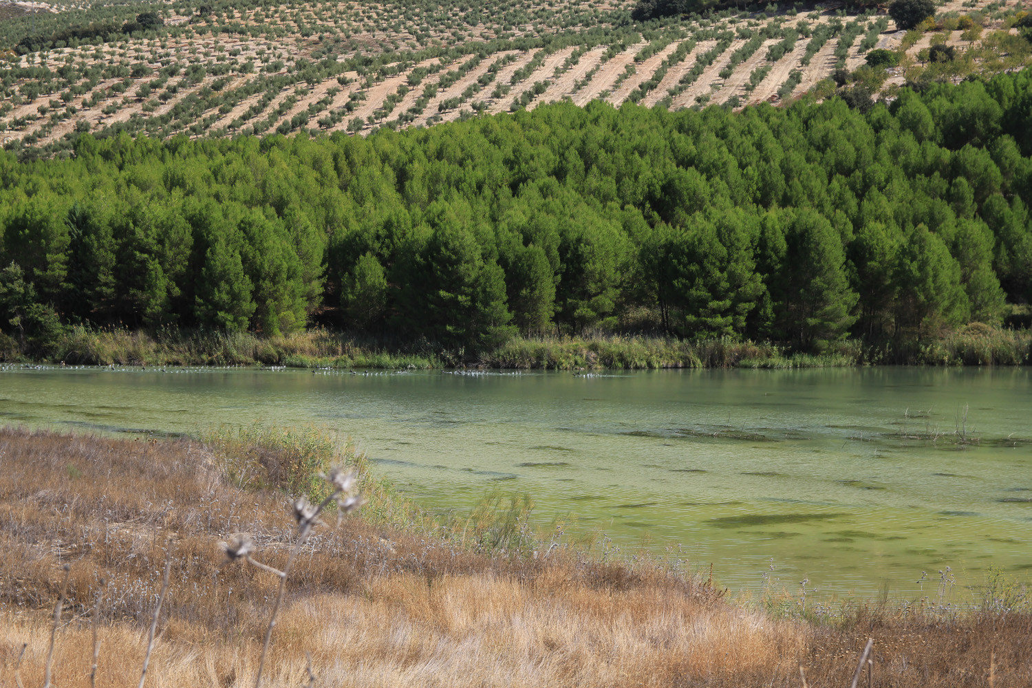 The Contra Reservoir Bermejales
