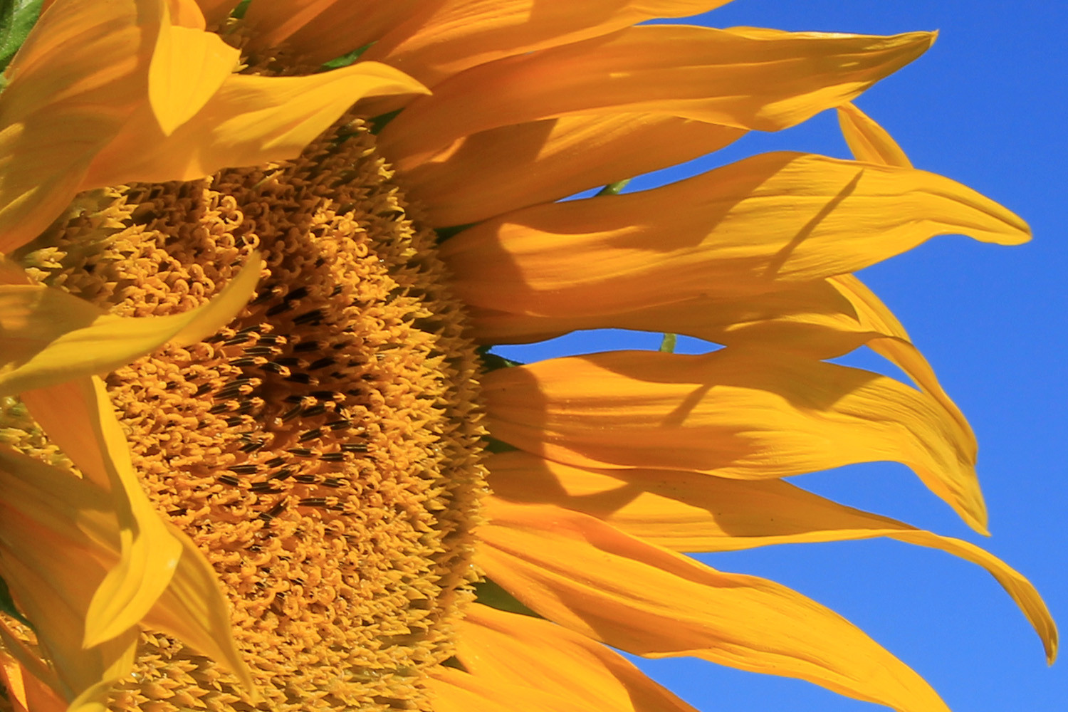 Sunflower Field near Galera