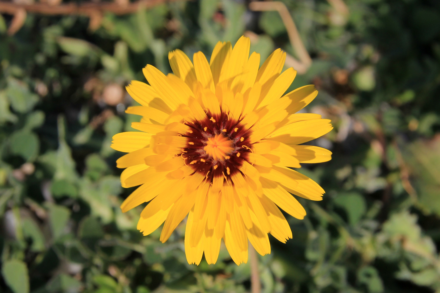 Flowers on Playa Carchuna