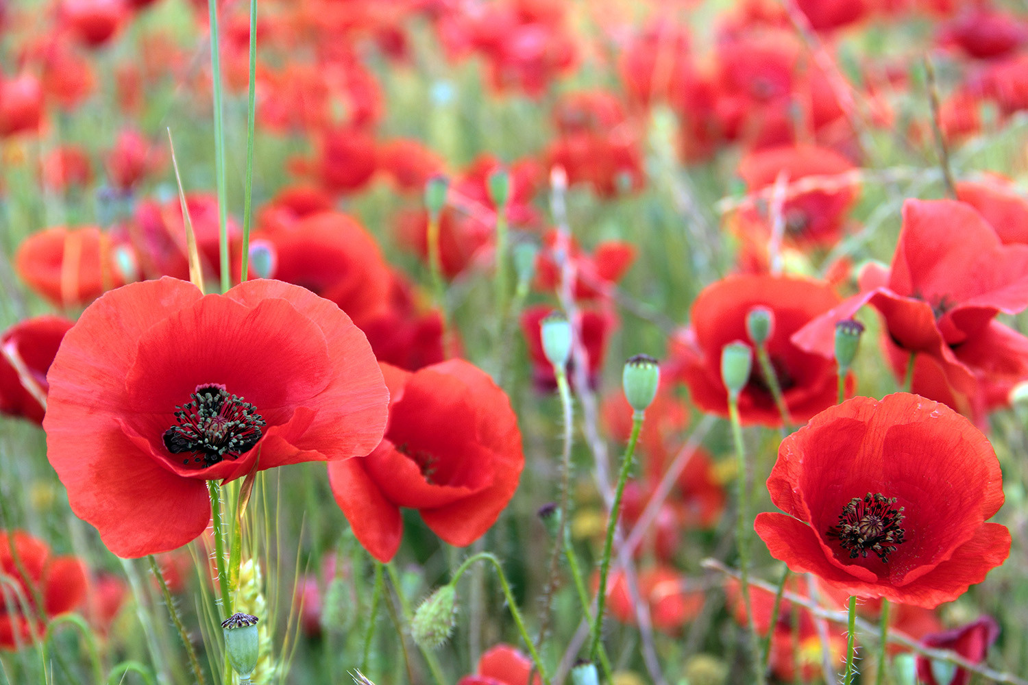 Corn Poppy Field near Lake Cubillas