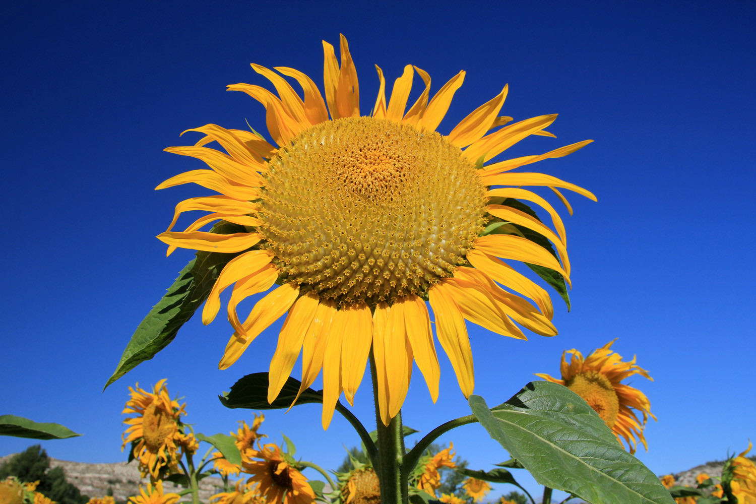 A Sunflowerfield near Galera