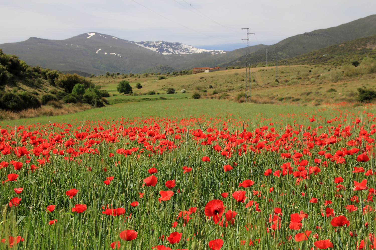 Corn Poppy Field nearLugros