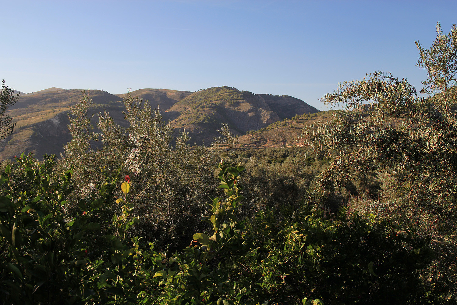 The view from the garden