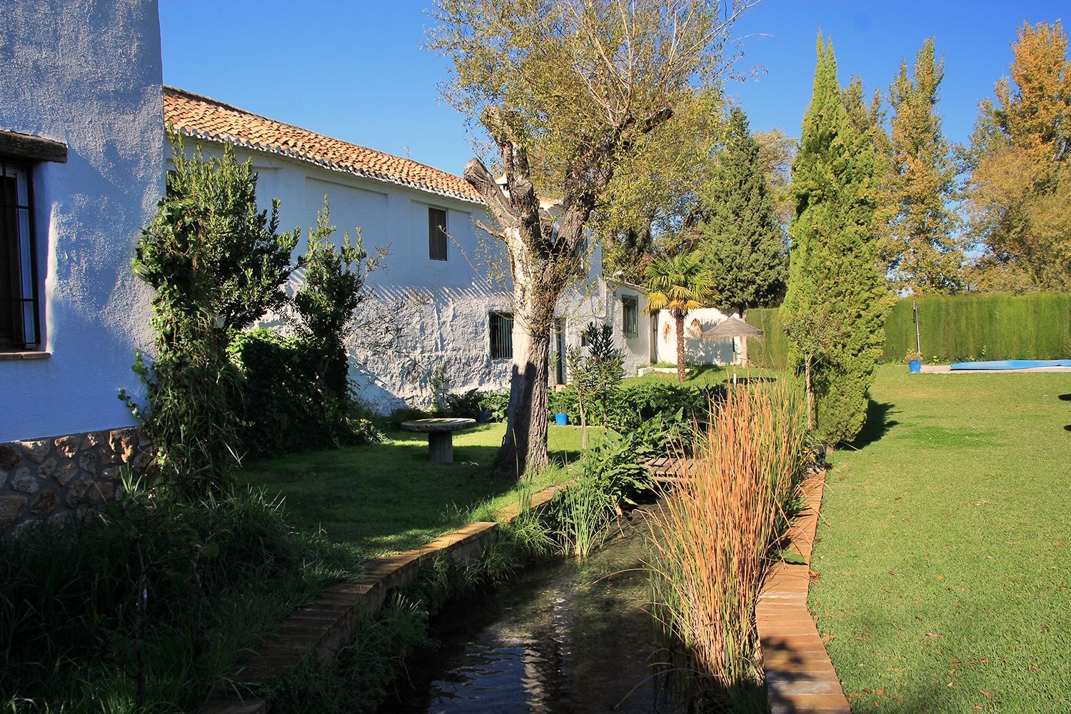 The garden at the back