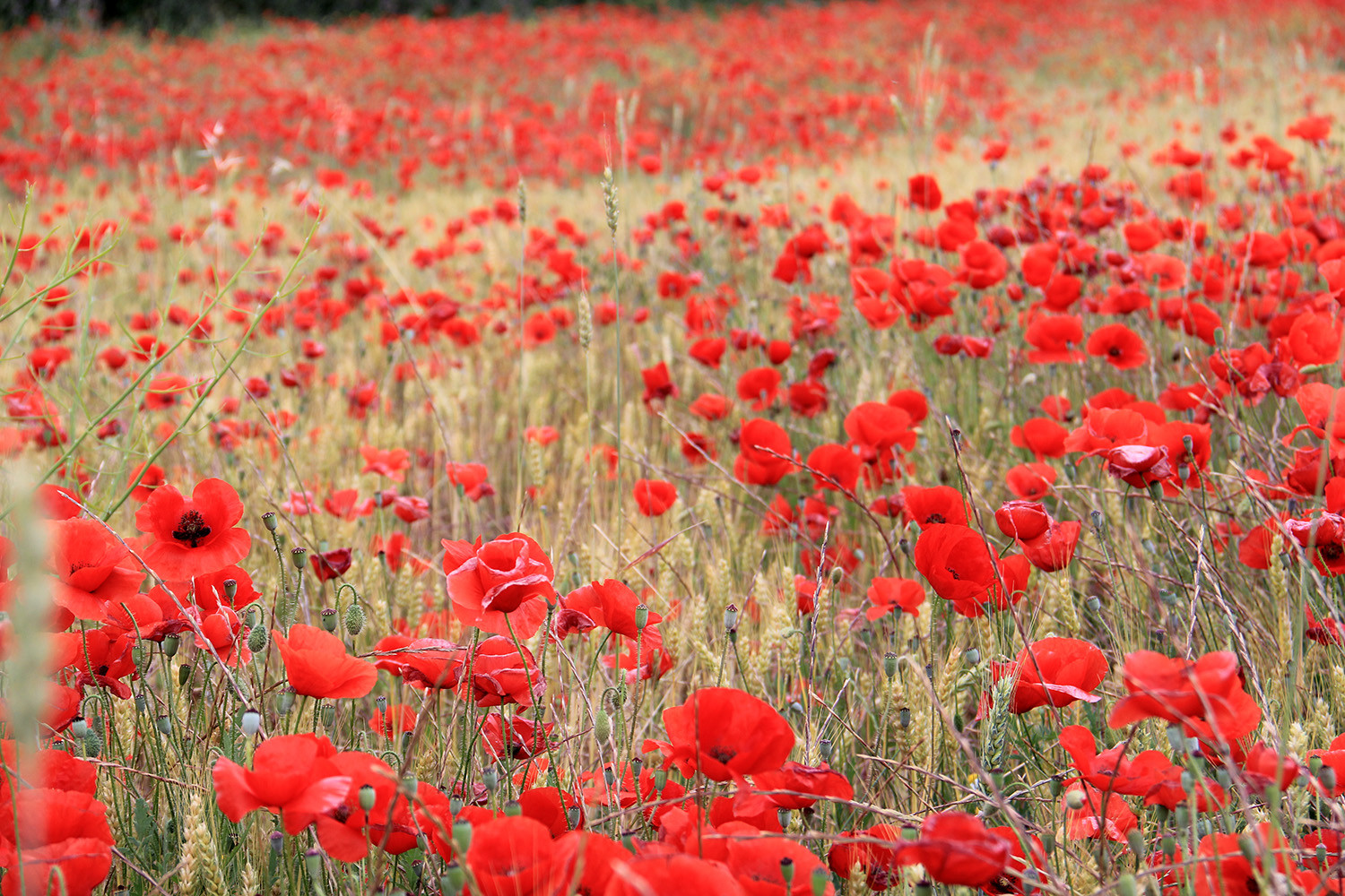 Corn Poppy Field near Lake Cubillas