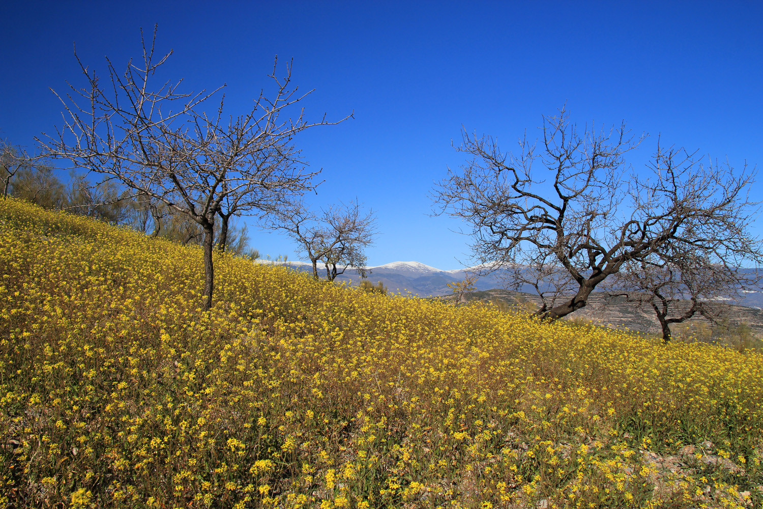 Colza Flower Field close to Túron (Alpujarra)