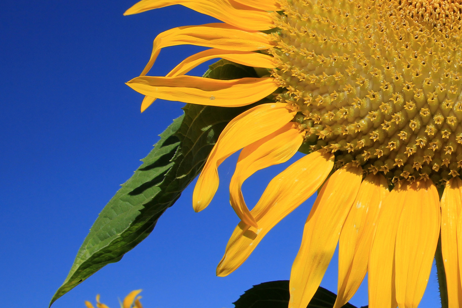 Close up Sunflower near Galera