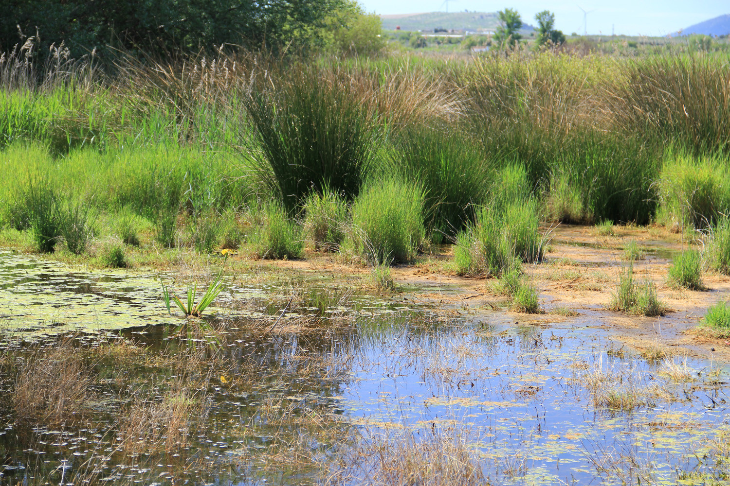 Wetlands of El Padul