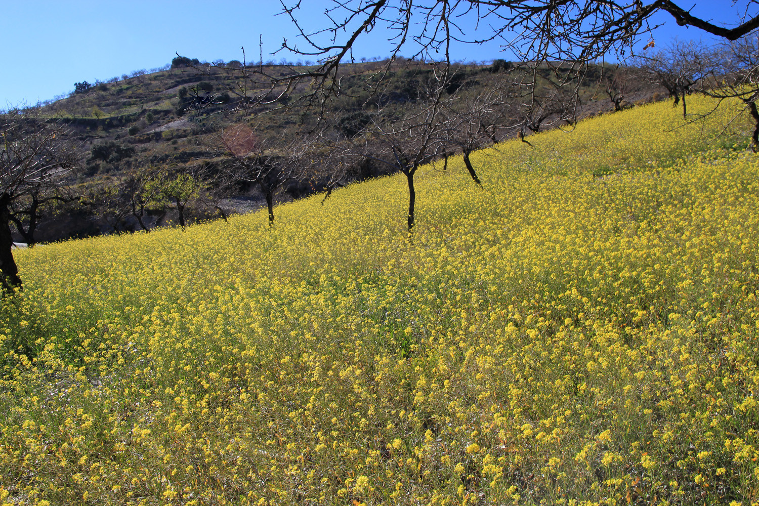 Colza Flower Field close to Túron (Alpujarra)
