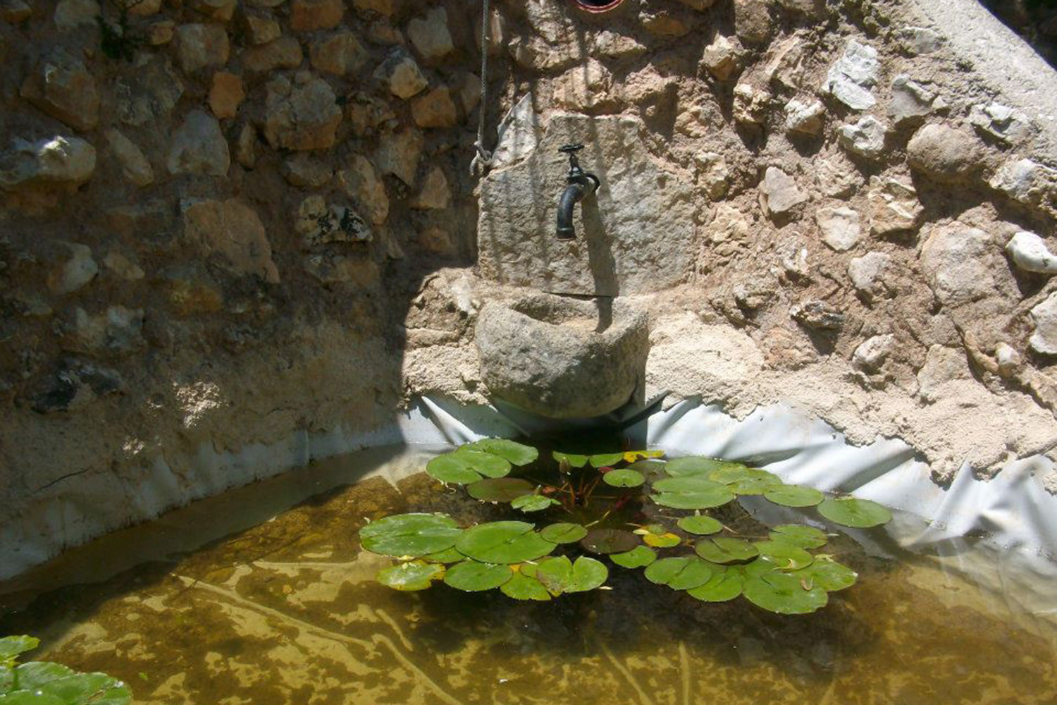 Detail of the garden