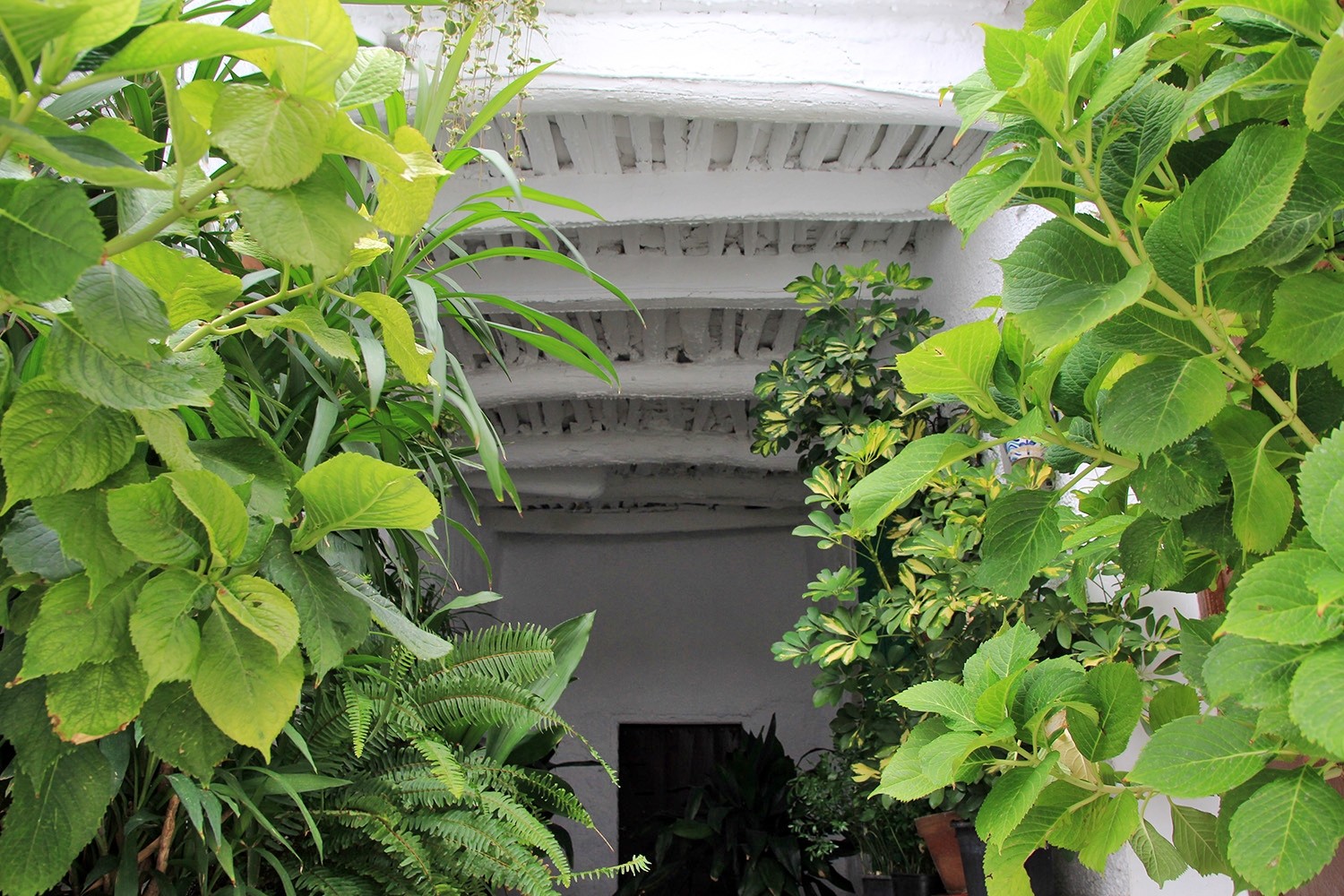 A "Tinao" in Mecinilla