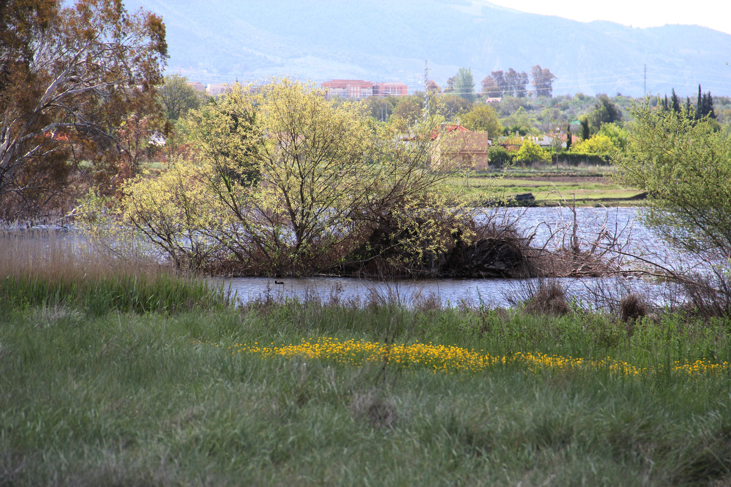 Wetlands of El Padul
